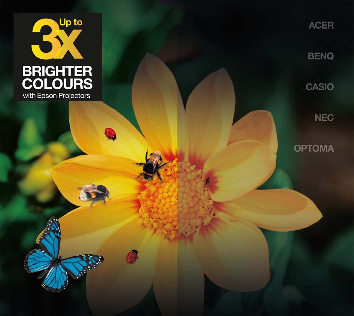 Epson Color Brightness | Jämförelse av Epson-projektorer med andra tillverkare